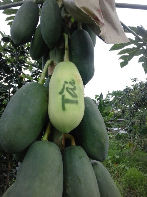 Anbau von geformten Früchten für den Altar zum Neujahrsfest in Chau Thanh - ảnh 4